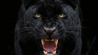 Intimidating cat