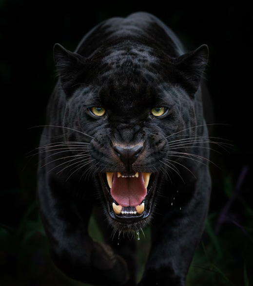 Intimidating cat